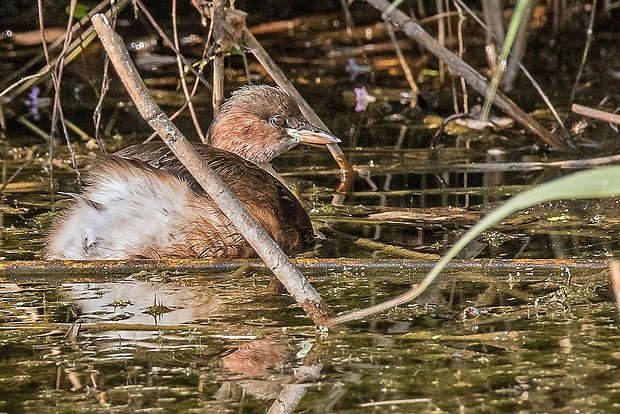 potápka malá Tachybaptus ruficollis