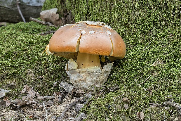 muchotrávka cisárska Amanita caesarea (Scop.) Pers.