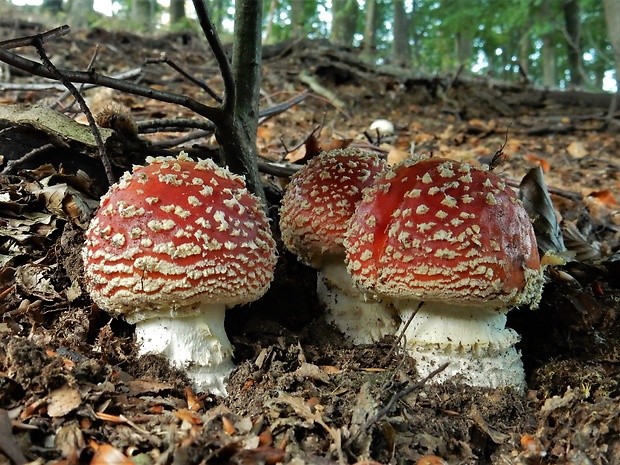 muchotrávka červená Amanita muscaria (L.) Lam.