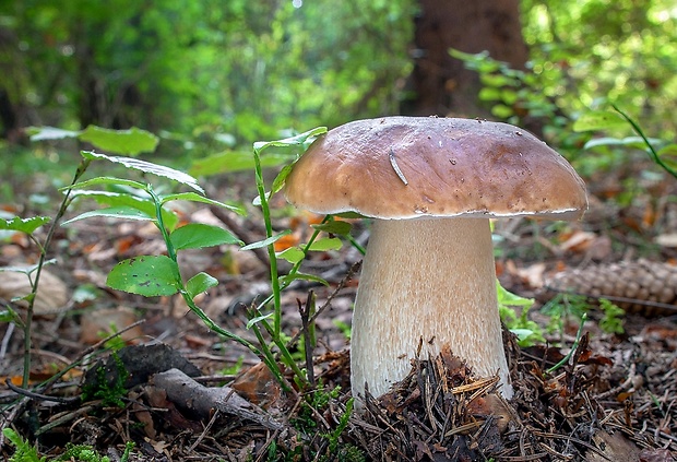 hríb smrekový Boletus edulis Bull.