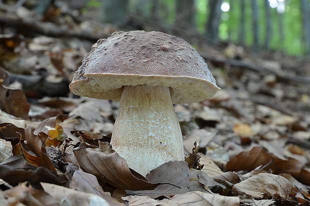 hríb sosnový Boletus pinophilus Pil. et Dermek in Pil.