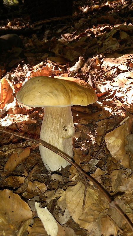 hríb dubový Boletus reticulatus Schaeff.