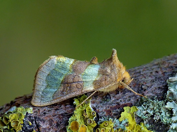 mora zlatistá Diachrysia chrysitis