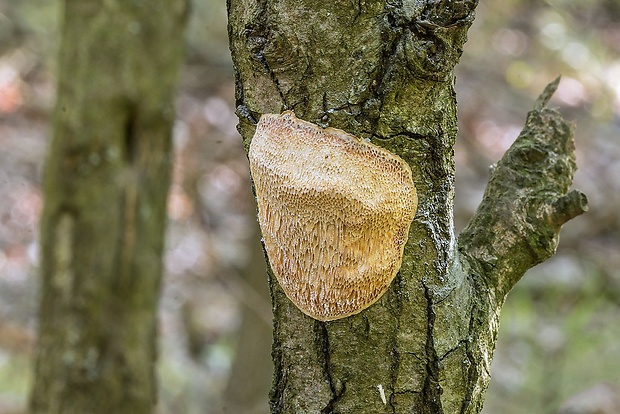 trúdnikovník poľný Dichomitus cf. campestris (Quél.) Domański & Orlicz