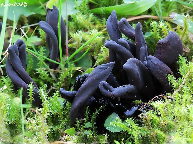 jazýček Geoglossum atropurpureum (Batsch) Pers.