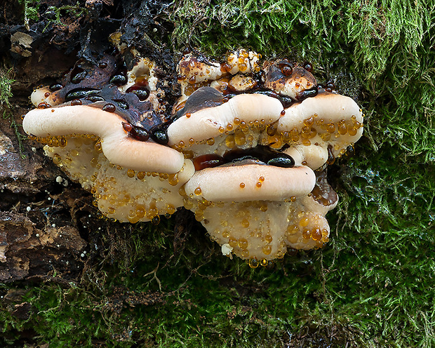 smolokôrovka buková Ischnoderma resinosum (Schrad.) P. Karst.