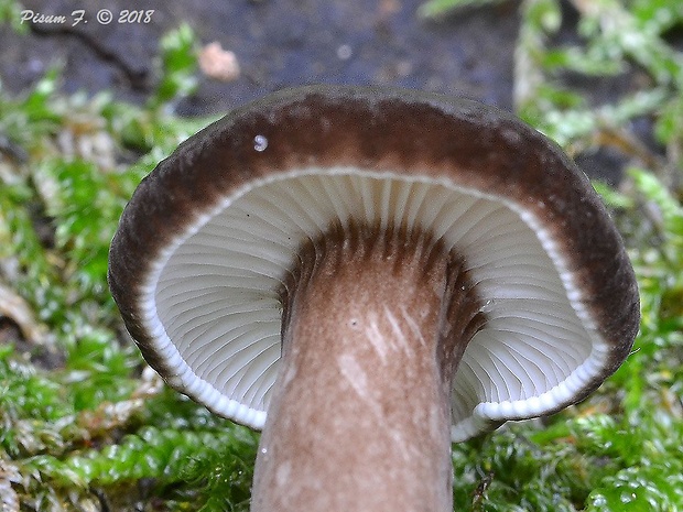 rýdzik čiernozamatový Lactarius lignyotus Fr.