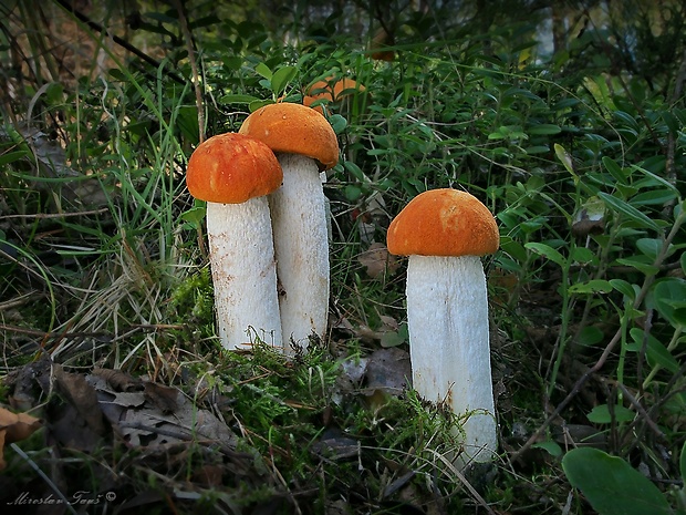 kozák osikový Leccinum albostipitatum den Bakker & Noordel.