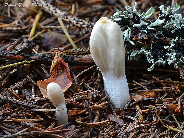 kyjovec tmavnúci Trichoderma alutaceum Jaklitsch