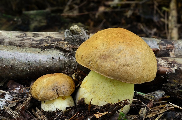 hríb horský Butyriboletus subappendiculatus (Dermek, Lazebn. & J. Veselský) D. Arora & J.L. Frank