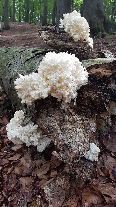 koralovec bukový Hericium coralloides (Scop.) Pers.