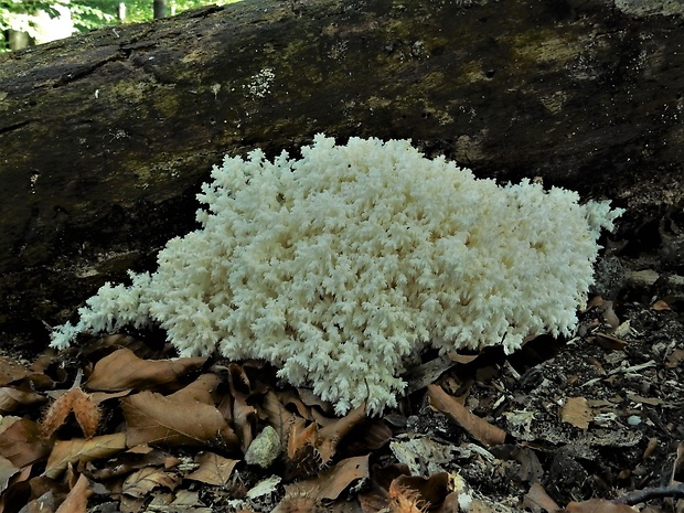 koralovec bukový Hericium coralloides (Scop.) Pers.