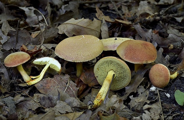 suchohríb Engelov Hortiboletus engelii (Hlaváček) Biketova & Wasser