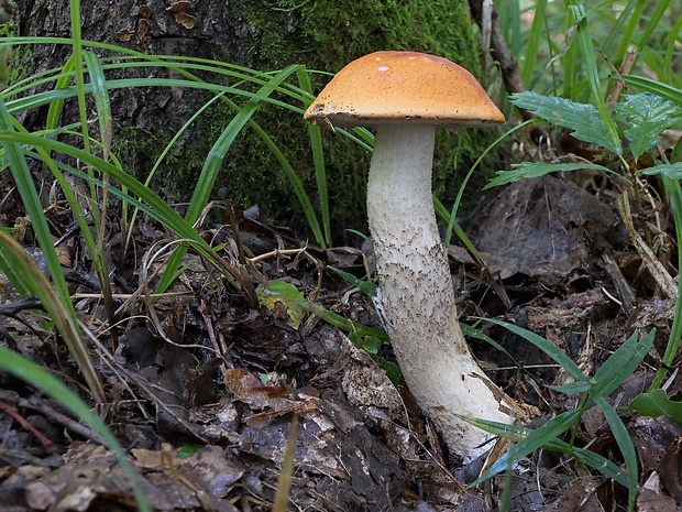 kozák osikový Leccinum albostipitatum den Bakker & Noordel.