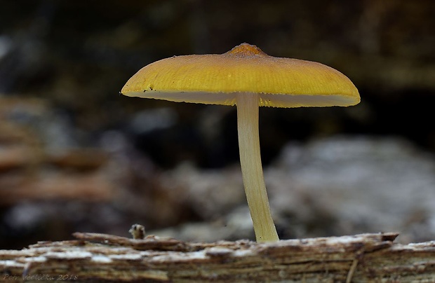 štítovka škoricovohnedá Pluteus chrysophaeus (Schaeff.) Quél.