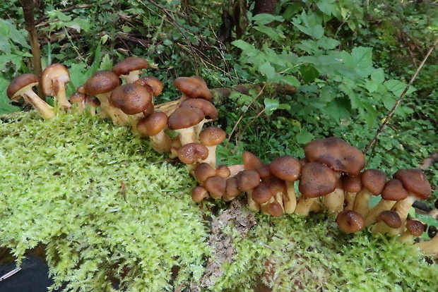 podpňovka tmavá Armillaria ostoyae (Romagn.) Herink