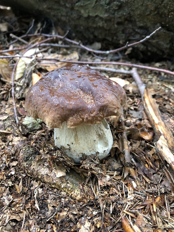 hríb smrekový Boletus edulis Bull.