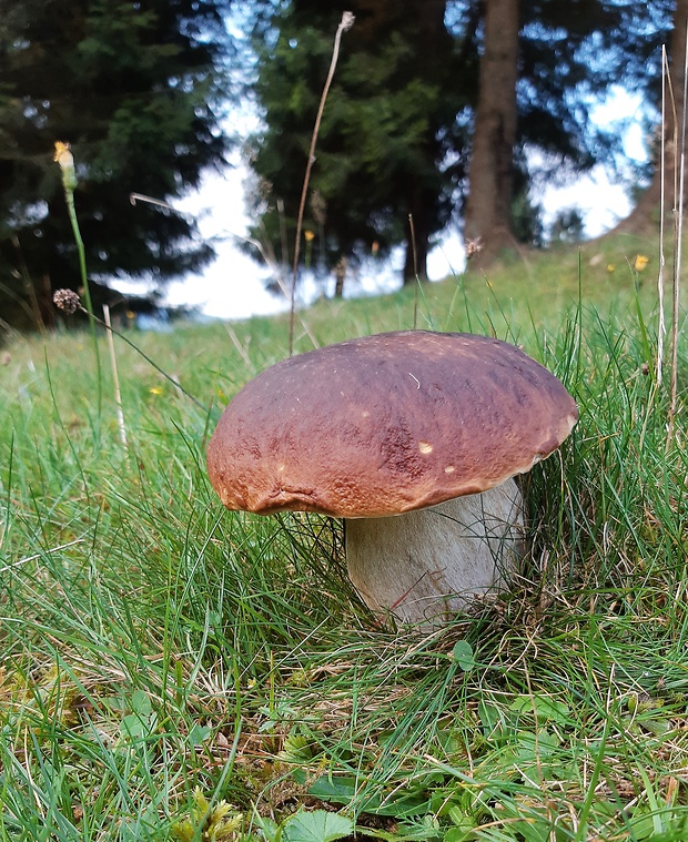 hríb smrekový Boletus edulis Bull.