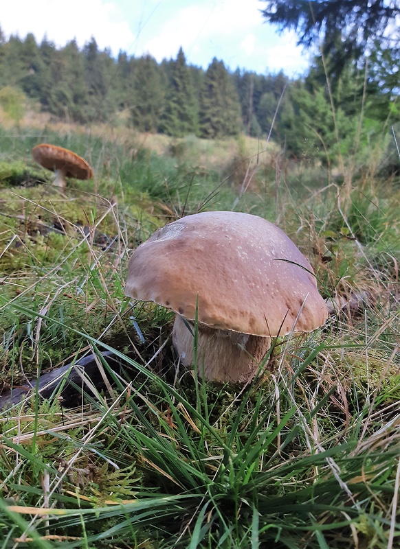 hríb smrekový Boletus edulis Bull.