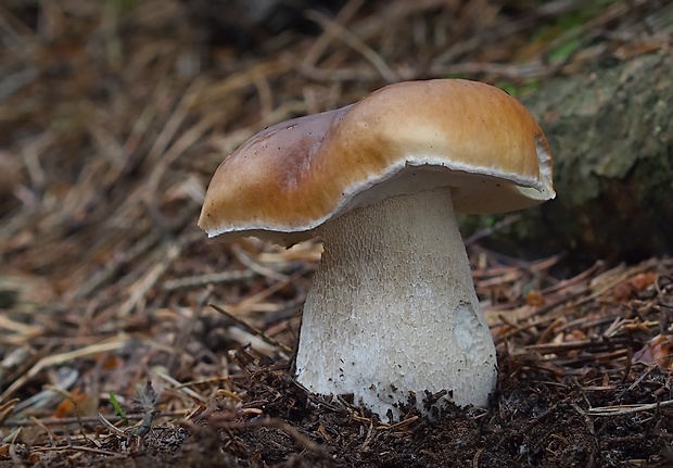 hríb smrekový Boletus edulis Bull.