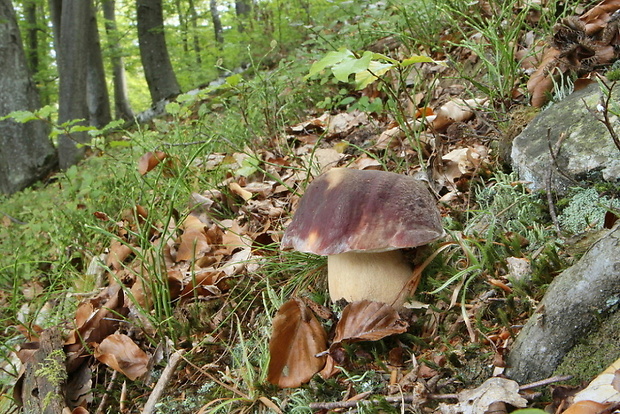 hríb sosnový Boletus pinophilus Pil. et Dermek in Pil.