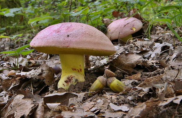 hríb kráľovský Butyriboletus regius (Krombh.) D. Arora & J.L. Frank