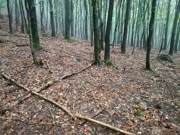 parôžkovec lepkavý Calocera viscosa (Pers.) Fr.