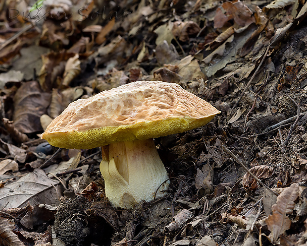 hríb jamkatý Hemileccinum depilatum (Redeuilh) Šutara