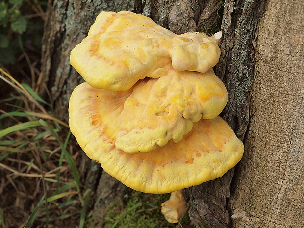 sírovec obyčajný Laetiporus sulphureus (Bull.) Murrill