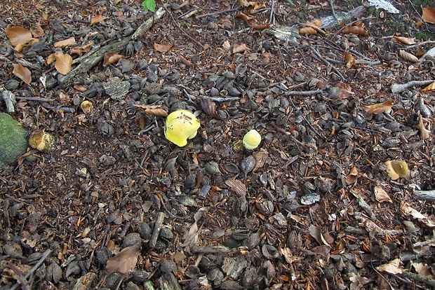 bratranci Neoboletus luridiformis / Neoboletus junquilleus (Quél.) Gelardi, Simonini & Vizzini