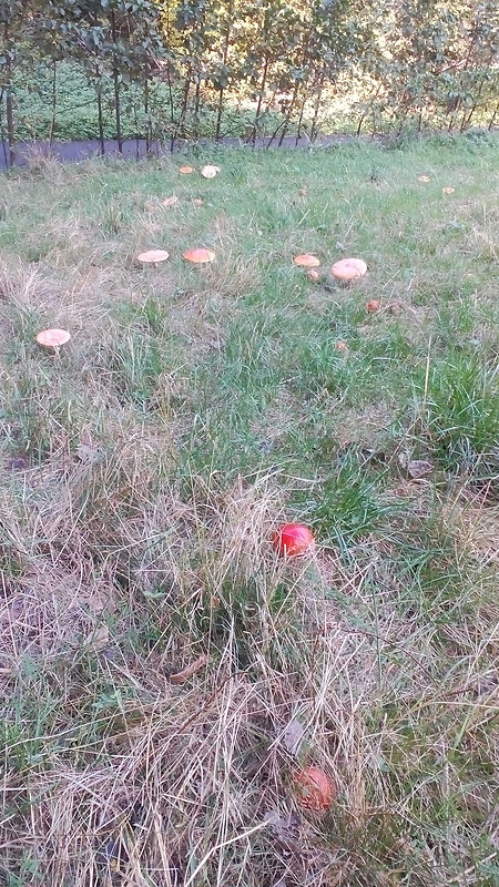 muchotrávka červená Amanita muscaria (L.) Lam.