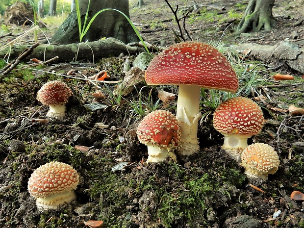 muchotrávka červená Amanita muscaria (L.) Lam.