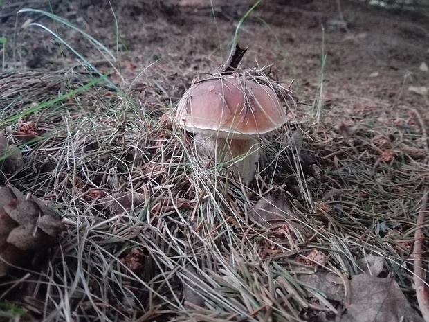 hríb smrekový Boletus edulis Bull.