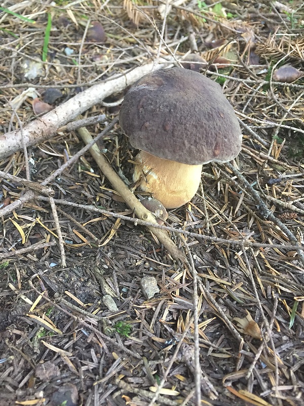 hríb sosnový Boletus pinophilus Pil. et Dermek in Pil.