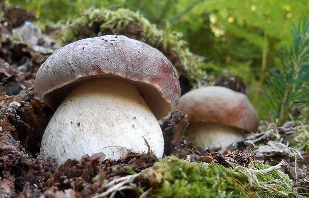 hríb sosnový Boletus pinophilus Pil. et Dermek in Pil.