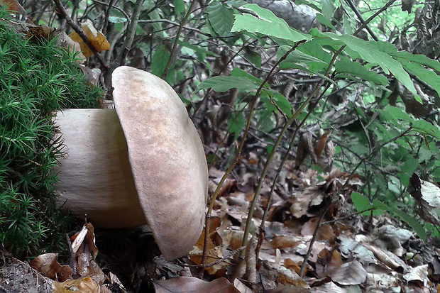 hríb dubový Boletus reticulatus Schaeff.