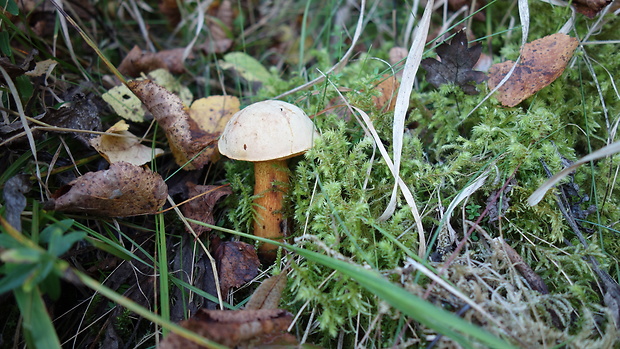 hríb Boletus sp.