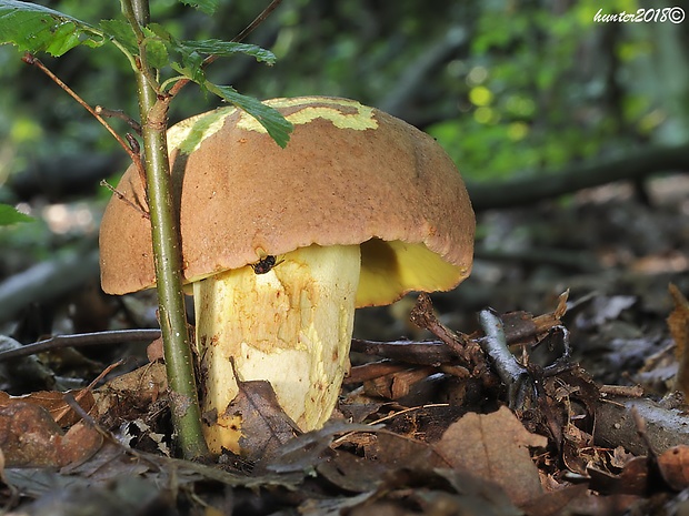 hríb príveskatý Butyriboletus appendiculatus (Schaeff. ex Fr.) Secr.