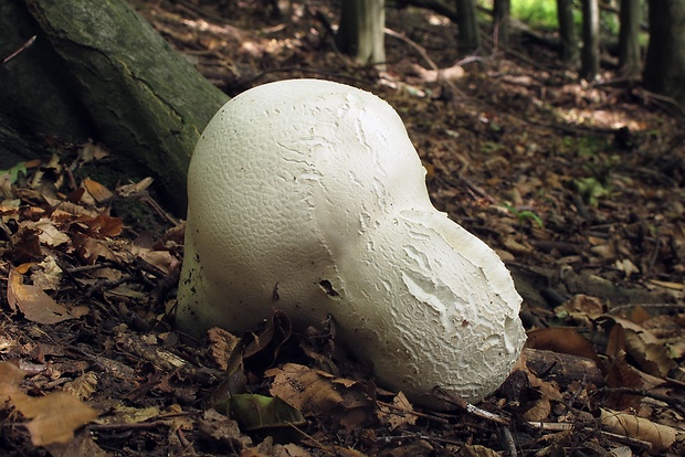 vatovec obrovský Calvatia gigantea (Batsch) Lloyd