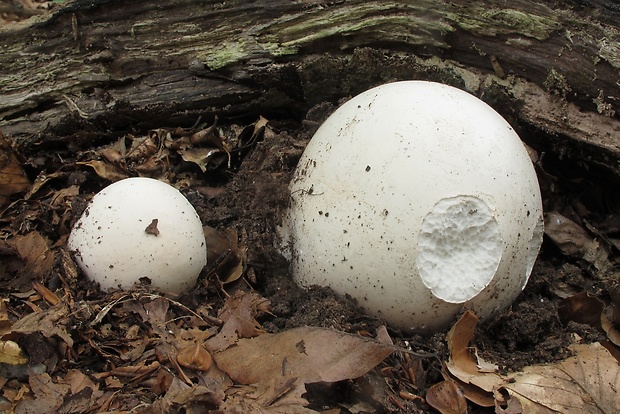 vatovec obrovský Calvatia gigantea (Batsch) Lloyd