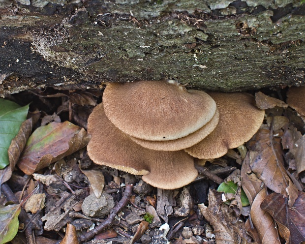 pahliva šafranová Crepidotus crocophyllus (Berk.) Sacc.