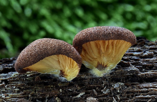 pahliva šafranová Crepidotus crocophyllus (Berk.) Sacc.