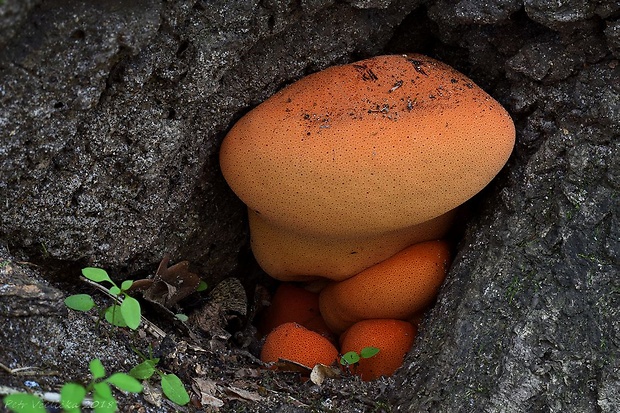 pečeňovec dubový Fistulina hepatica (Schaeff.) With.