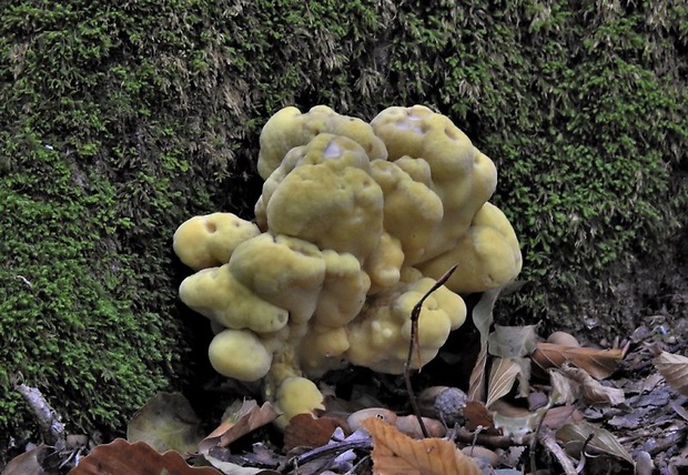 sírovec obyčajný Laetiporus sulphureus (Bull.) Murrill