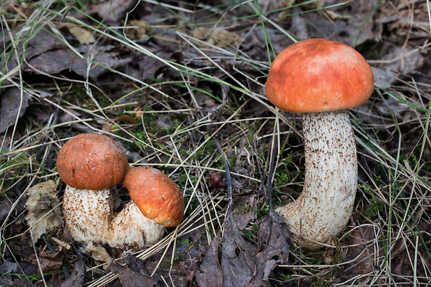 kozák dubový Leccinum aurantiacum (Bull.) Gray