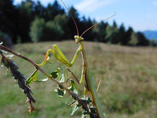 modlivka zelená Mantis religiosa  (Linnaeus, 1758)