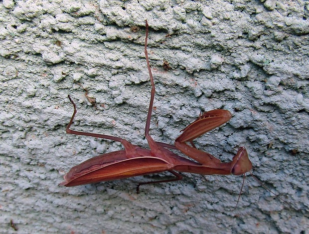 modlivka zelená Mantis religiosa Linnaeus, 1758