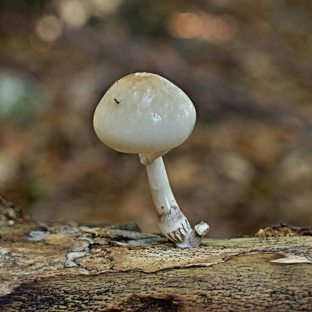 sliznačka obyčajná Mucidula mucida (Schrad.) Pat.