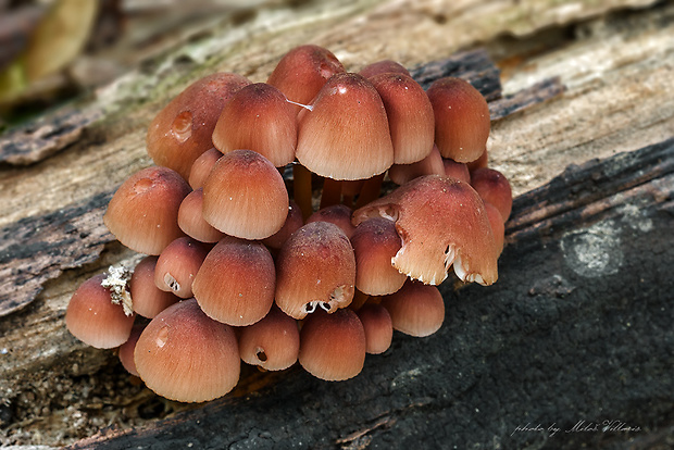 prilbička žltohlúbiková Mycena renati Quél.