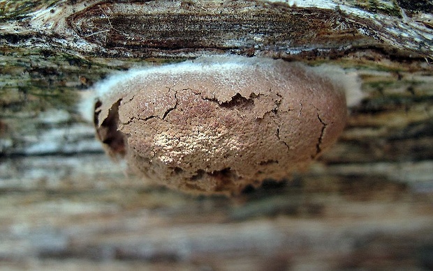 slizovka Myxomycetes